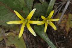 Gagea lutea